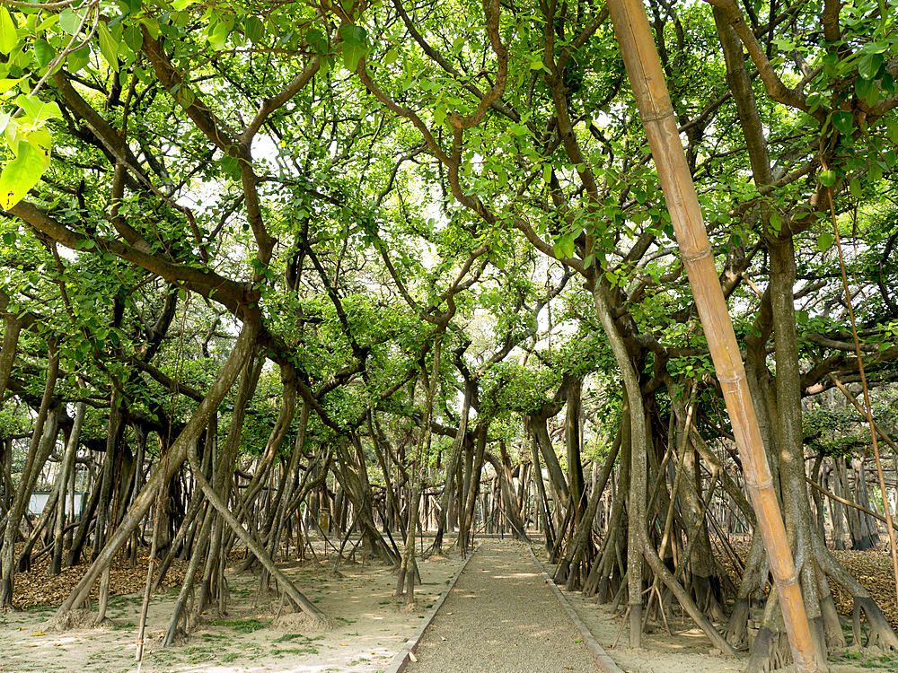 The Great Banyan tree, Botanical Gardens, Kolkata, West Bengal, India, Asia