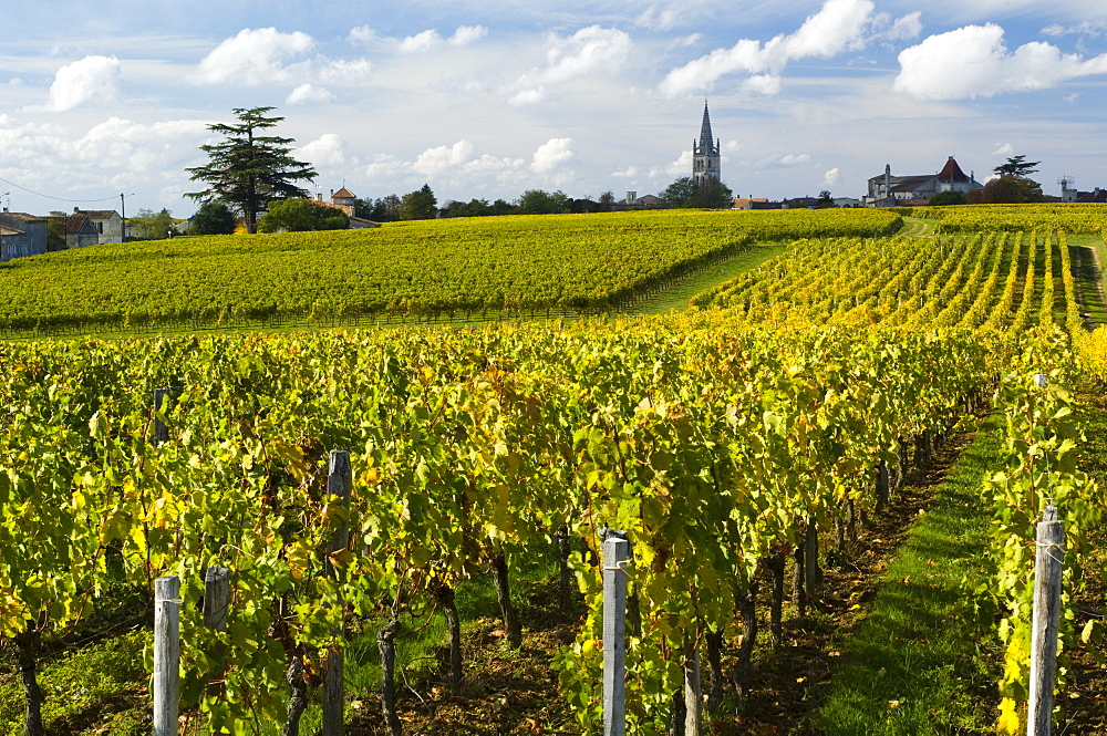 Vineyards, St. Emilion, Gironde, France, Europe