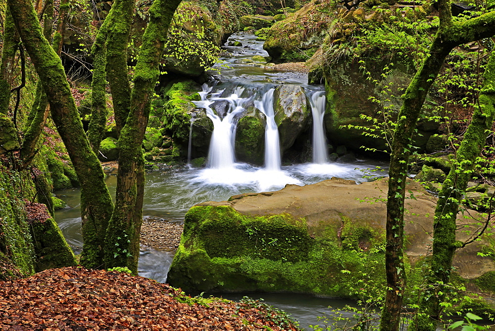 Forest brook, Schiessendumpel, Mullerthal, Luxembourg, Europe