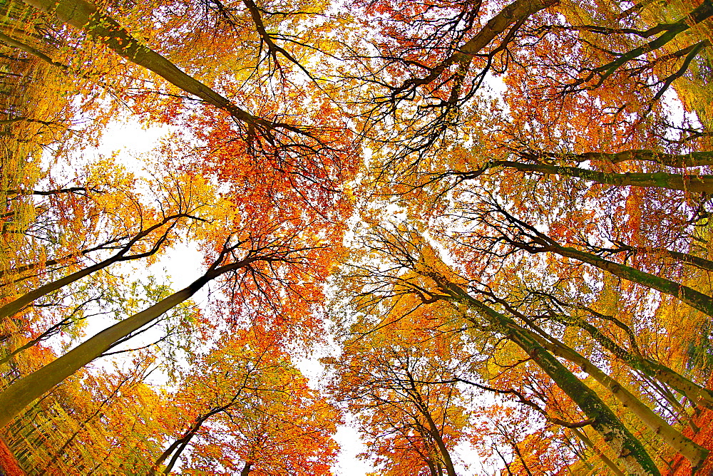 Autumnal forest near Kastel-Staadt, Rhineland-Palatinate, Germany, Europe