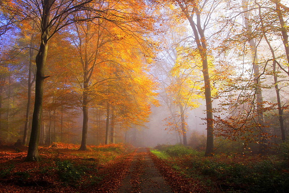 Autumnal forest near Kastel-Staadt, Rhineland-Palatinate, Germany, Europe