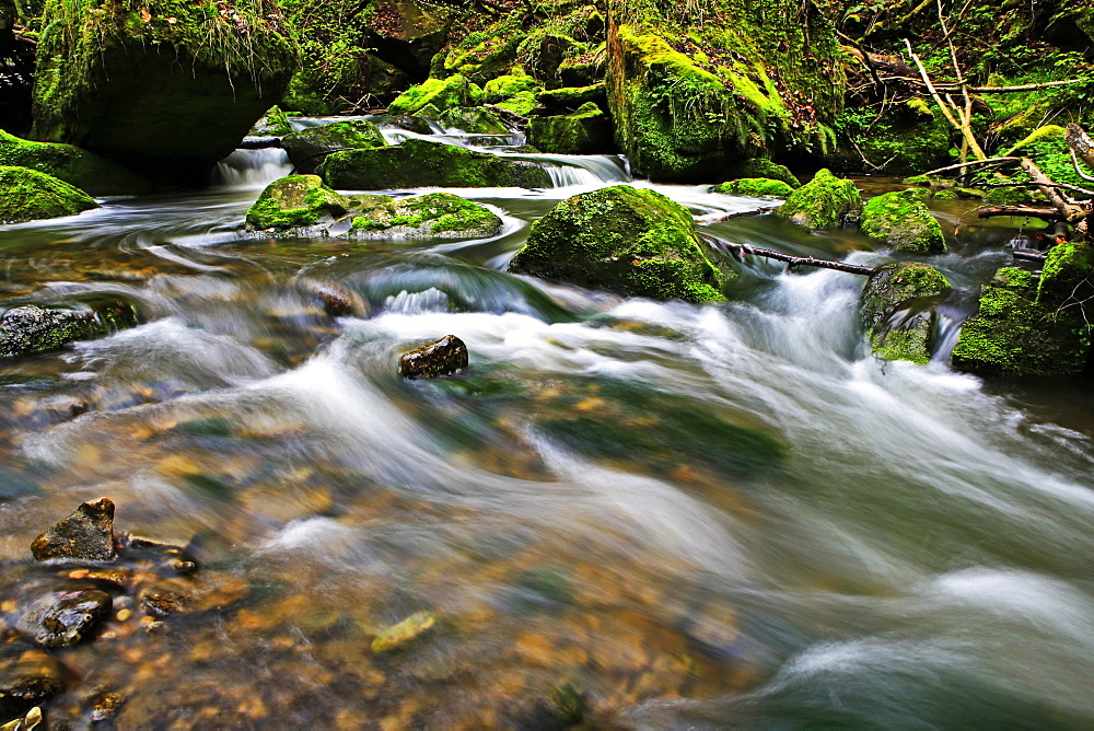 Forest brook, Schiessendumpel, Mullerthal, Luxembourg, Europe