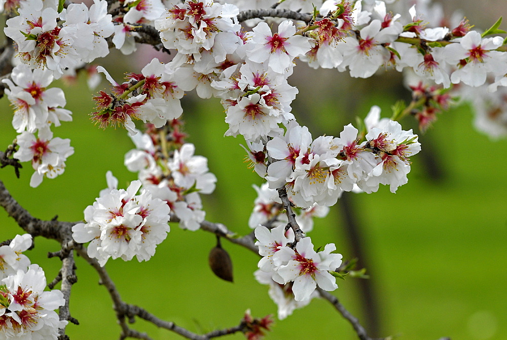 Almond blossom time, Majorca, Balearic Islands, Spain, Europe