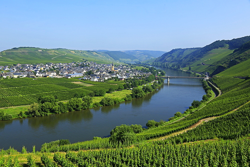 Vineyards near Trittenheim, Moselle Valley, Rhineland-Palatinate, Germany, Europe