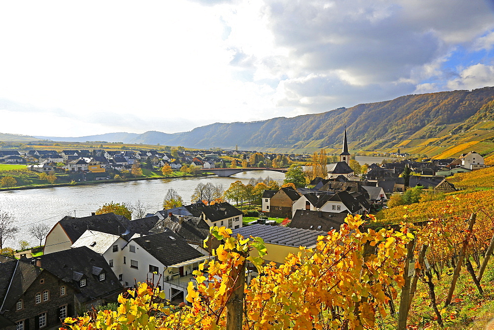 Vineyards near Piesport, Moselle Valley, Rhineland-Palatinate, Germany, Europe