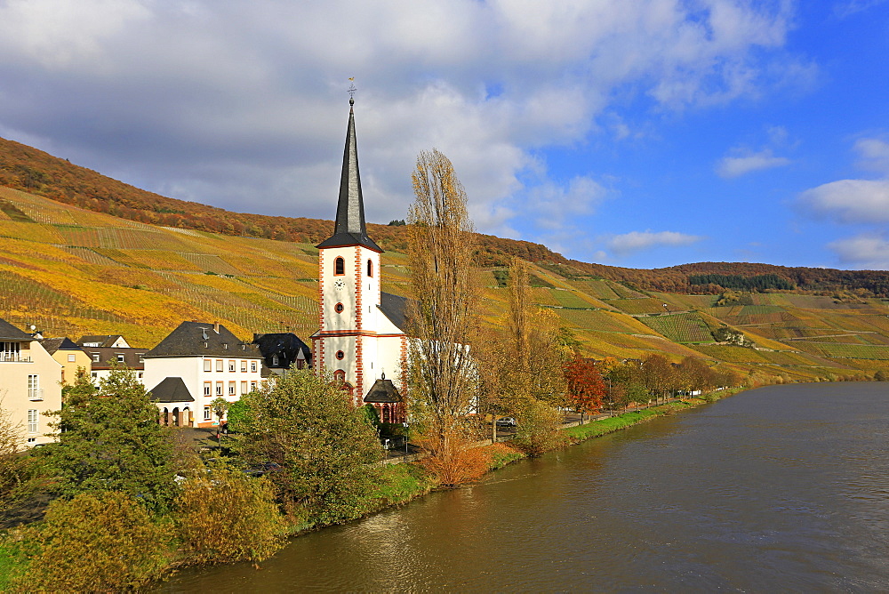 Vineyards and church near Piesport, Moselle Valley, Rhineland-Palatinate, Germany, Europe