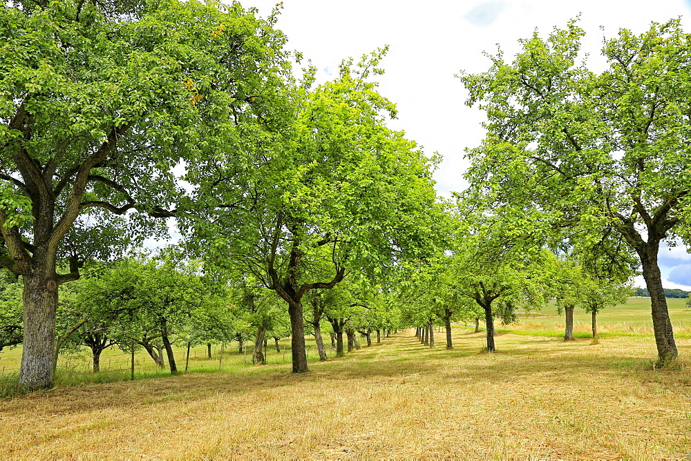 Fruit trees near Merzkirchen, Saargau, Rhineland-Palatinate, Germany, Europe