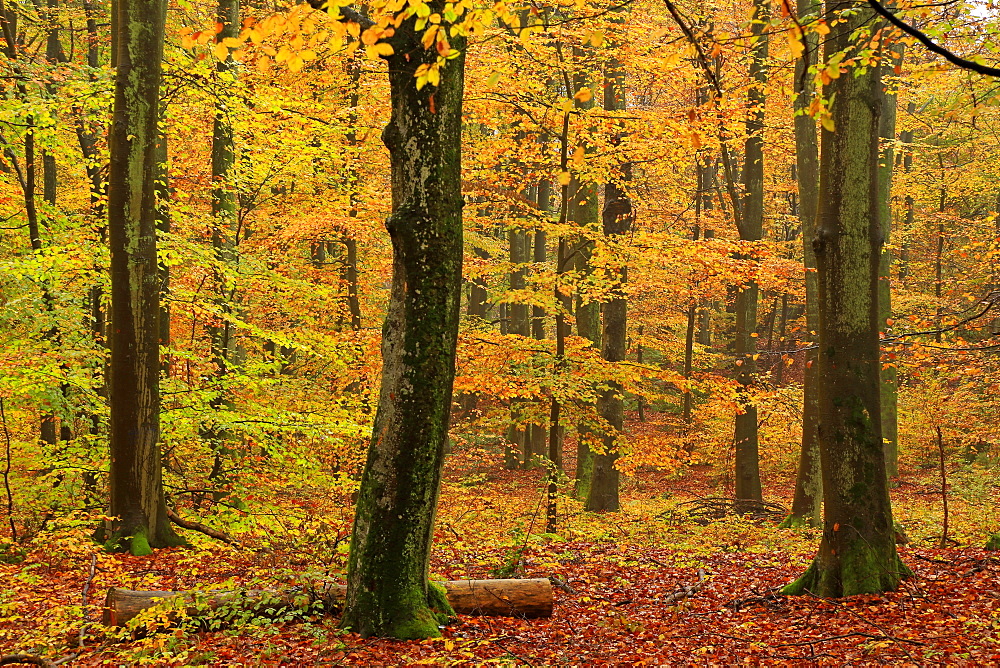 Autumnal forest, Kastel-Staadt, Rhineland-Palatinate (Rheinland-Pfalz), Germany, Europe