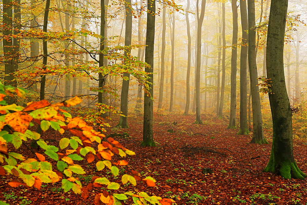 Autumnal forest, Kastel-Staadt, Rhineland-Palatinate (Rheinland-Pfalz), Germany, Europe