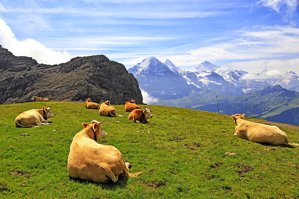 Cows at Faulhorn, Grindelwald, Bernese Oberland, Switzerland, Europe