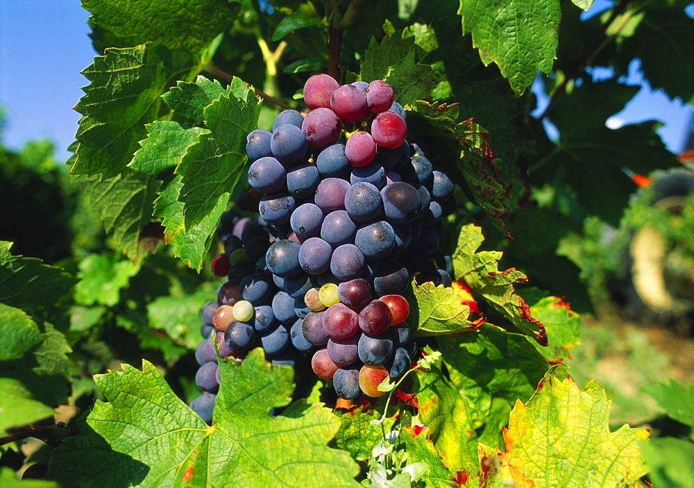 Grapevine, vineyard, France