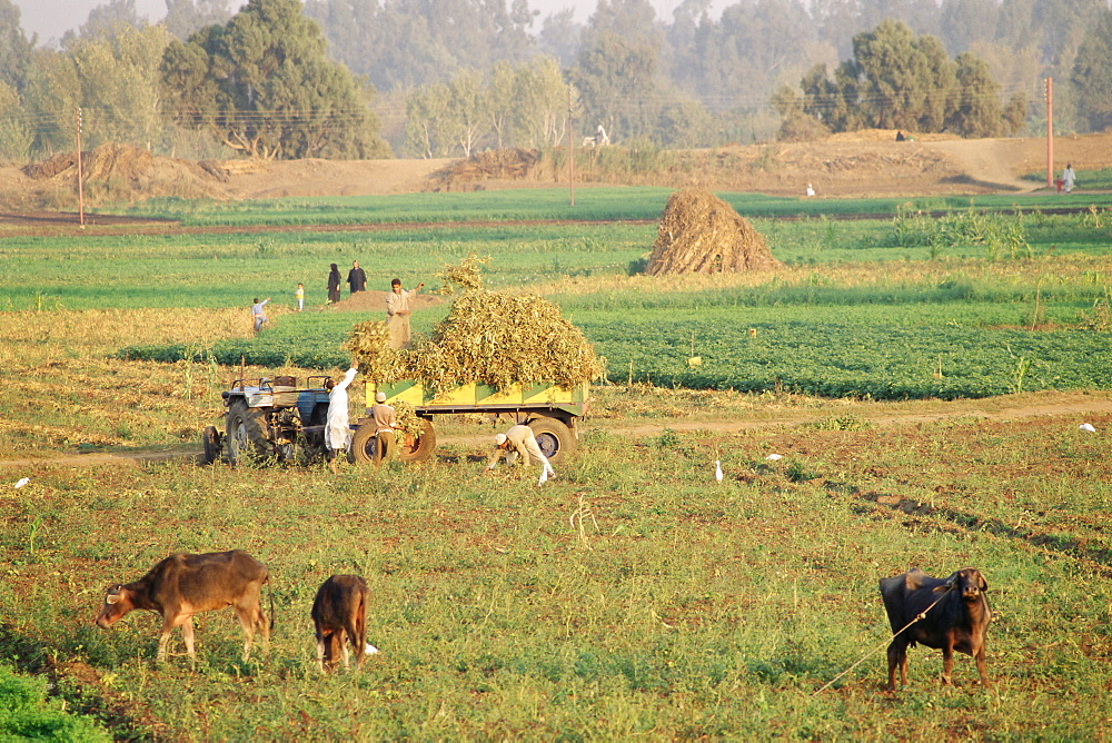 Farmers harvesting in fields near Tanta, Delta area, Egypt, North Africa, Africa