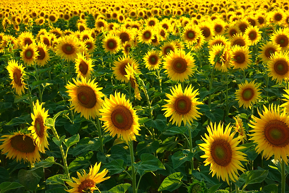 Sunflowers, near Chalabre, Aude, France, Europe