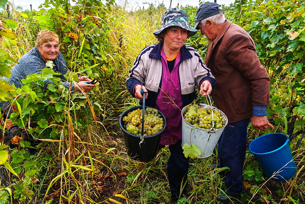 Harvesting Rkatsiteli grapes, Ikalto, near Telavi, Georgia, Central Asia, Asia