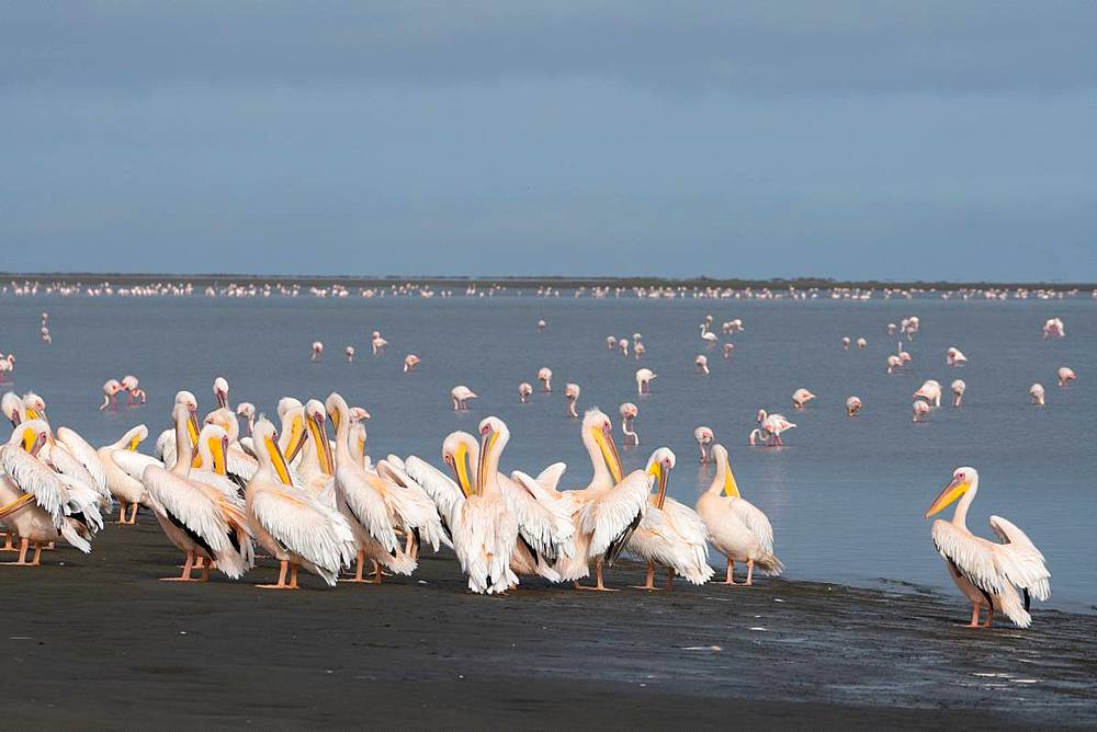 Great White African Pelicans gather on the Wetlands, Greater Flamingos with pink bills in the background, Walvis Bay, Namibia, Africa