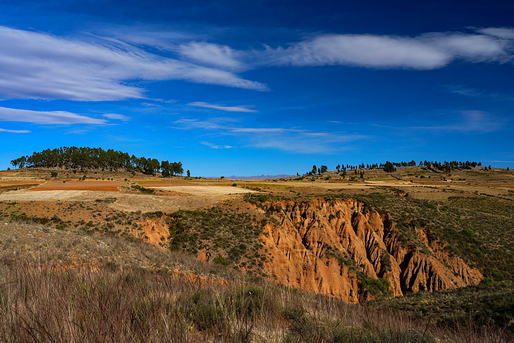 Landscape of Pampas de Lequezana, where trees have been planted to prevent soil erosion, near Potosi, Bolivia, South America