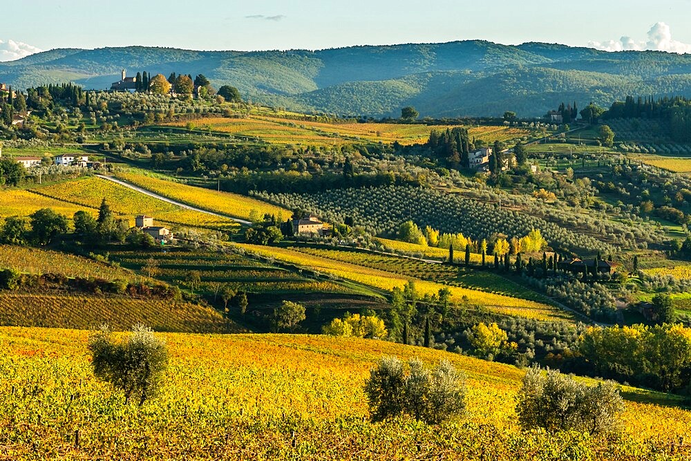 View of valley of Panzano in Chianti, patterned lines of vineyards, cypresses and olive trees with farmhouses, Tuscany, Italy, Europe