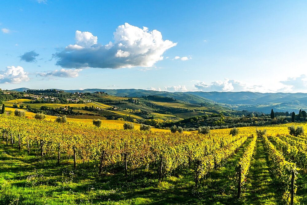 View of valley of Panzano in Chianti, patterned lines of vineyards, cypresses and olive trees with farmhouses, Tuscany, Italy, Europe