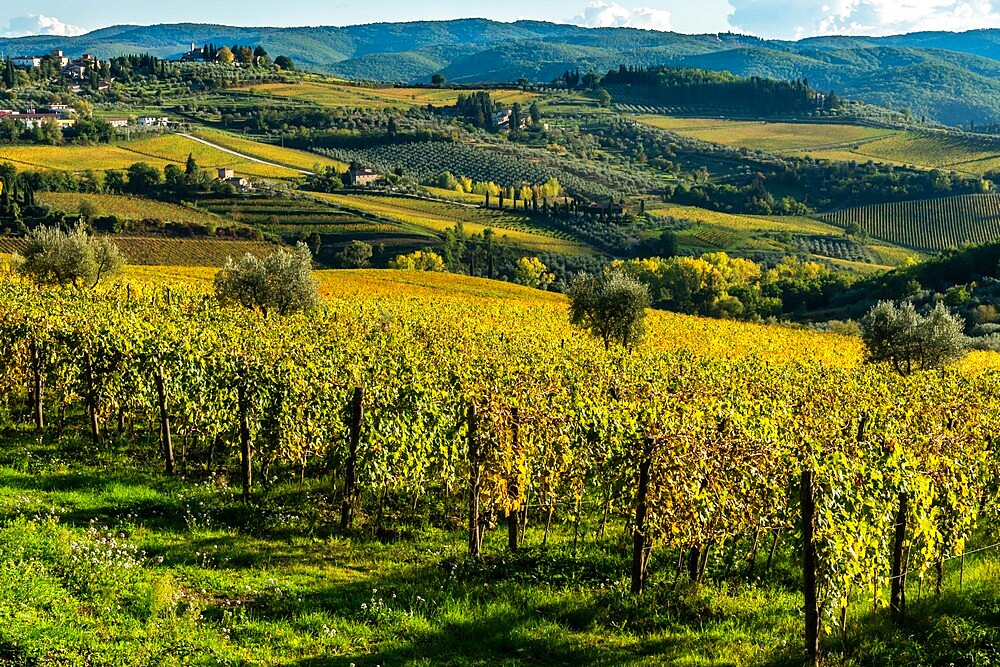 View of valley of Panzano in Chianti, patterned lines of vineyards, cypresses and olive trees with farmhouses, Tuscany, Italy, Europe