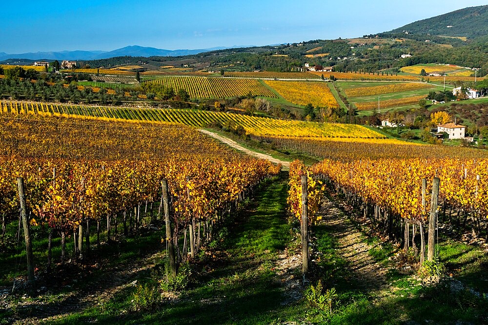 Vineyards in Autumnal colours against a dramatic sky with olive trees behind, Greve in Chianti, Tuscany, Italy, Europe