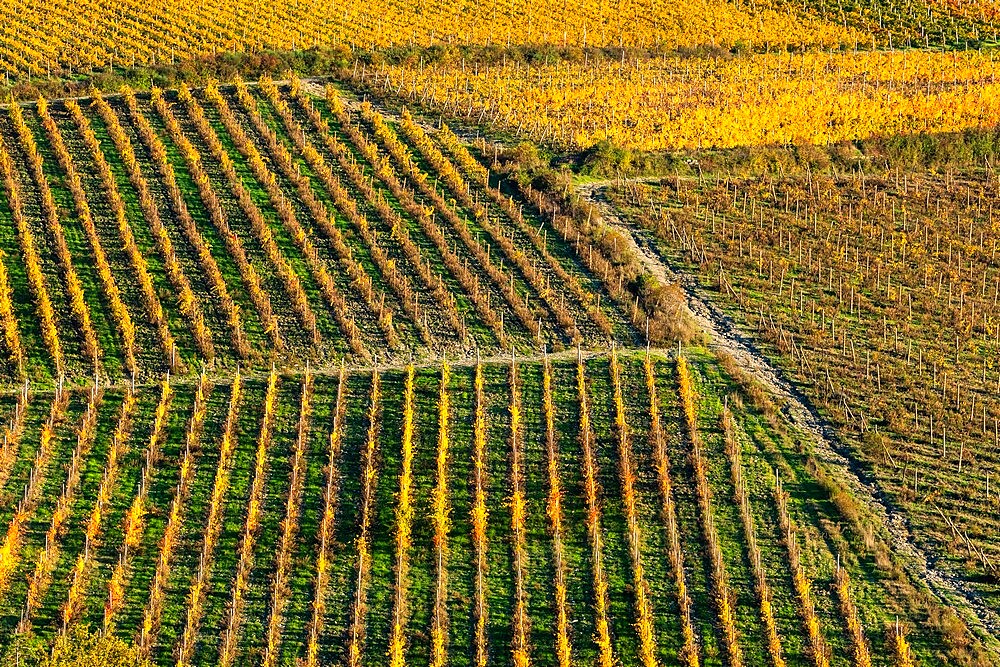 Patterned lines of vineyards in Autumnal colours in afternoon light, backed by olive groves, Giobbole, Tuscany, Italy, Europe