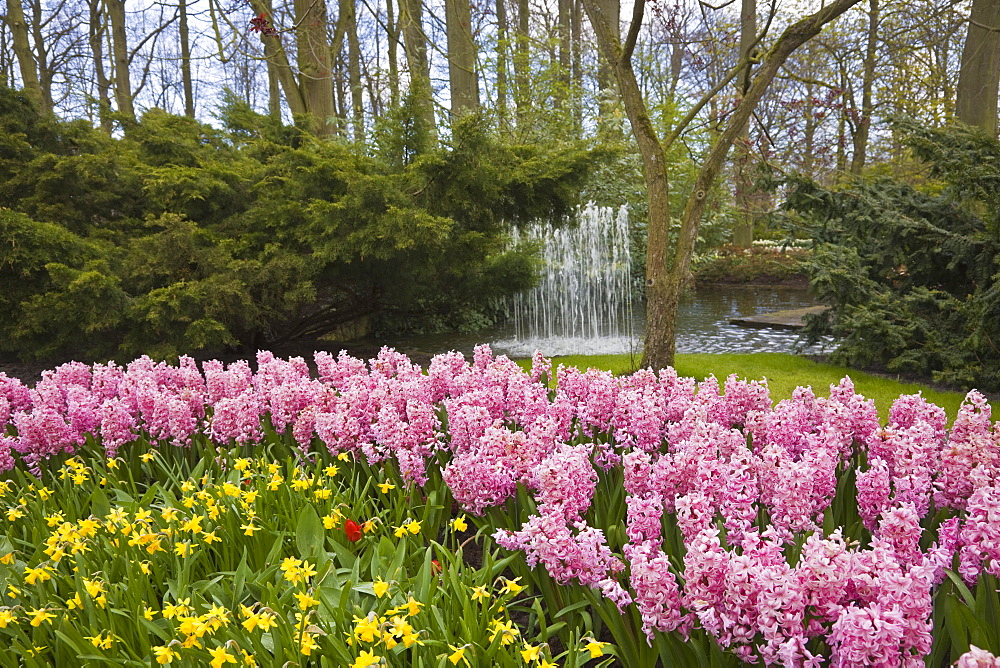 Pink hyacinths and daffodils, Keukenhof, park and gardens near Amsterdam, Netherlands, Europe