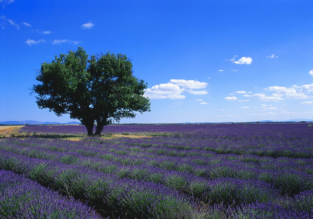 Tree in a Field of Lavender, Provence, France