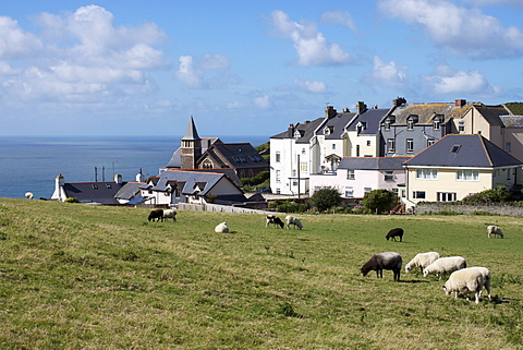 Grazing sheep, Mortehoe, Devon, England, United Kingdom, Europe