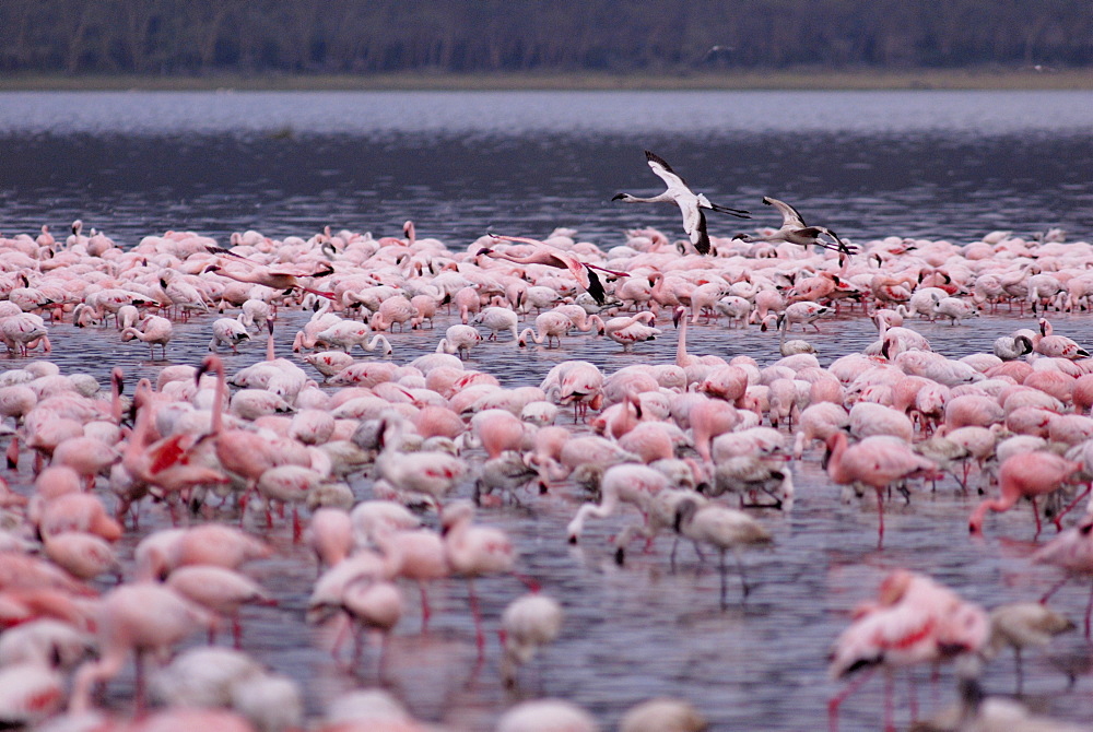 Lake Nakuru National Park, Kenya, East Africa, Africa