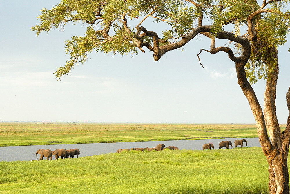 Elephants bathing late evening, Chobe National Park, Botswana, Africa