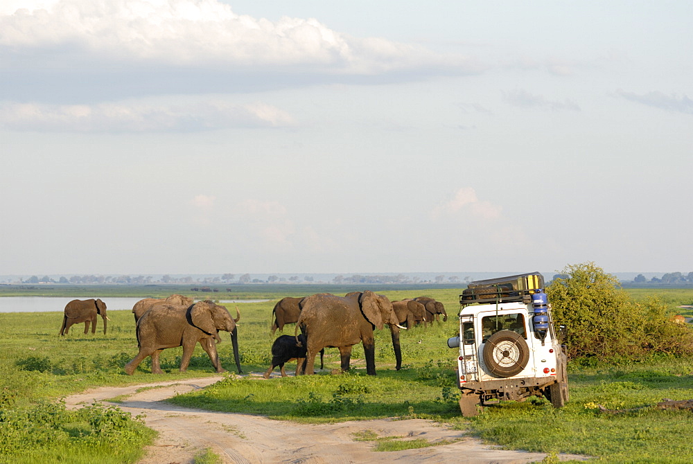 Group of elephants and landrover, Chobe National Park, Botswana, Africa