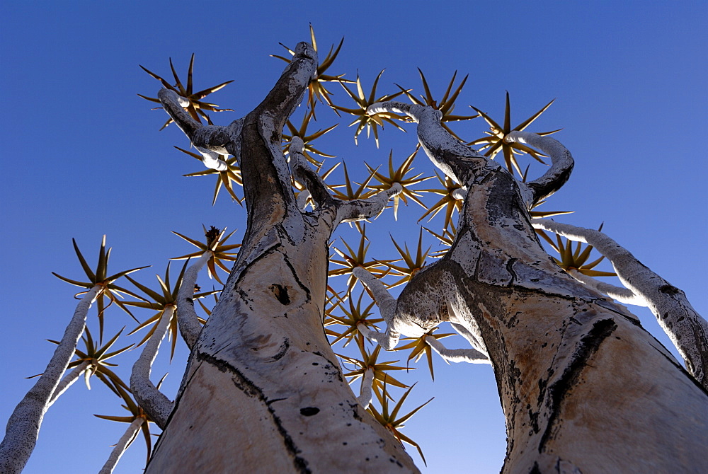 Quiver trees, Keetmanshoop, Namibia, Africa