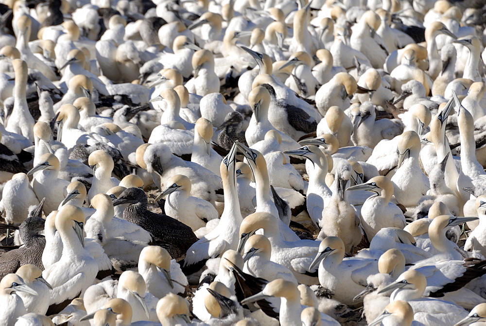 Gannet colony, Lambert's Bay, South Africa, Africa