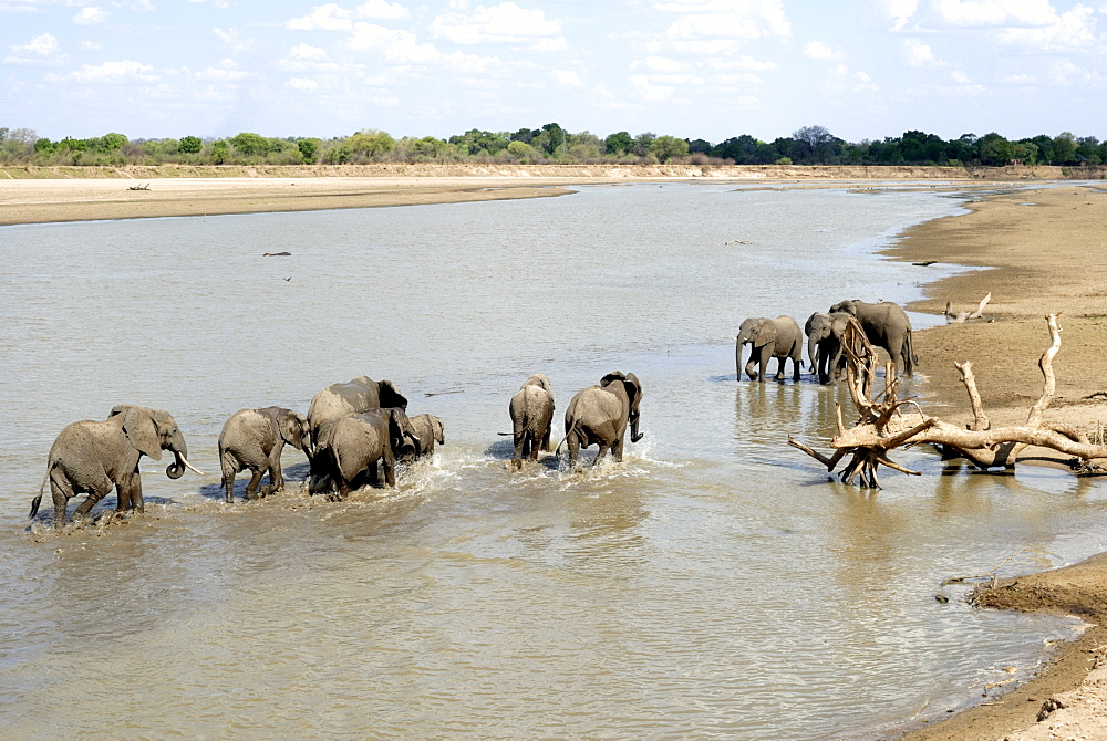 Group of elephants bathing, South Luangwa National Park, Zambia, Africa