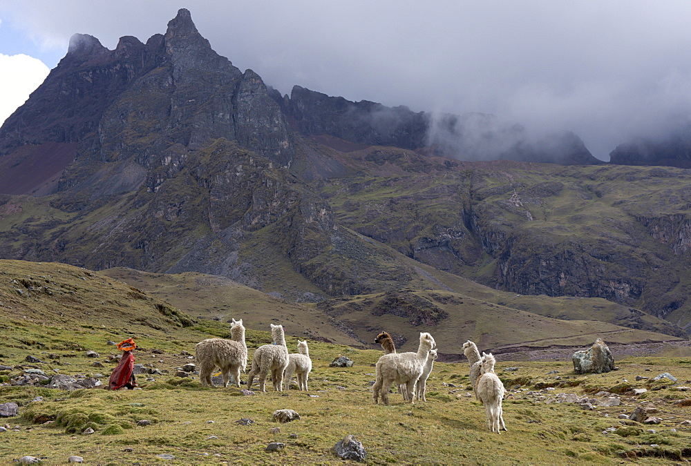 Llamas and herder, Andes, Peru, South America 