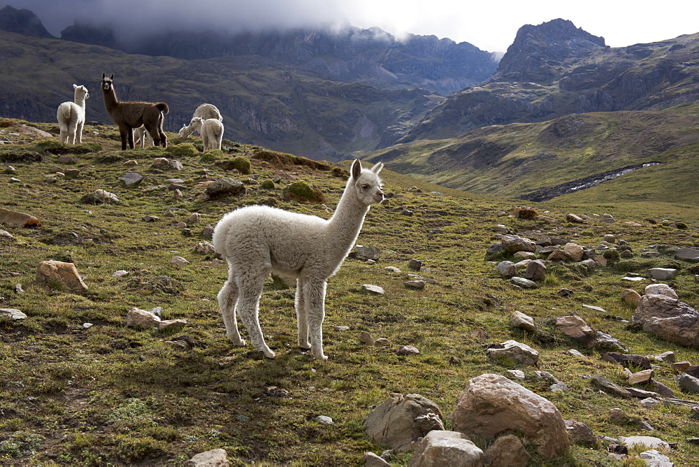 Llamas and alpacas, Andes, Peru, South America 