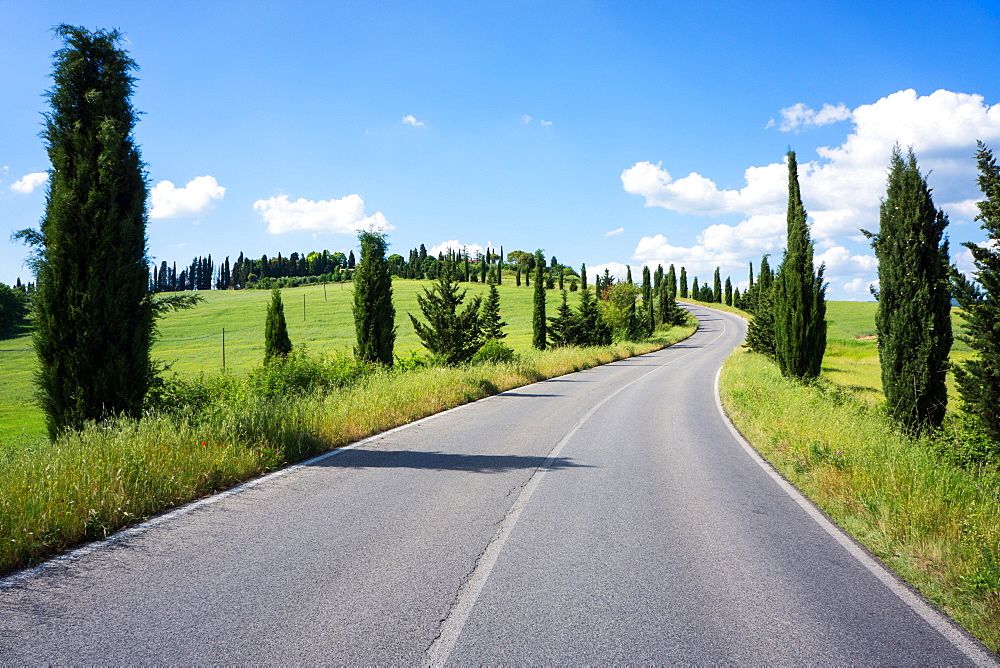 Cypress trees line country road, Chianti Region, Tuscany, Italy, Europe