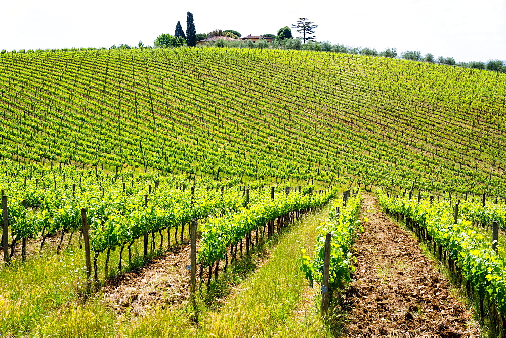 Vines, Chianti Region, Tuscany, Italy, Europe