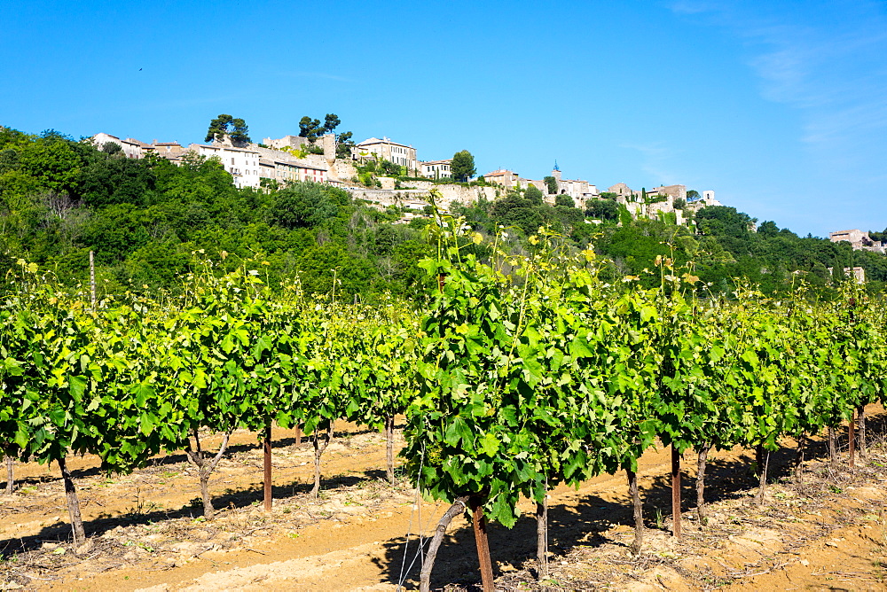 Menerbes and vines, Luberon, Provence, France, Europe