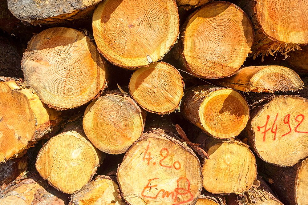 Logging, Auvergne, France, Europe