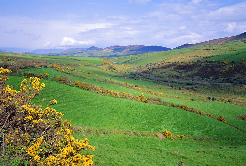 Fields near Dingle, Co. Kerry, Ireland/Eire