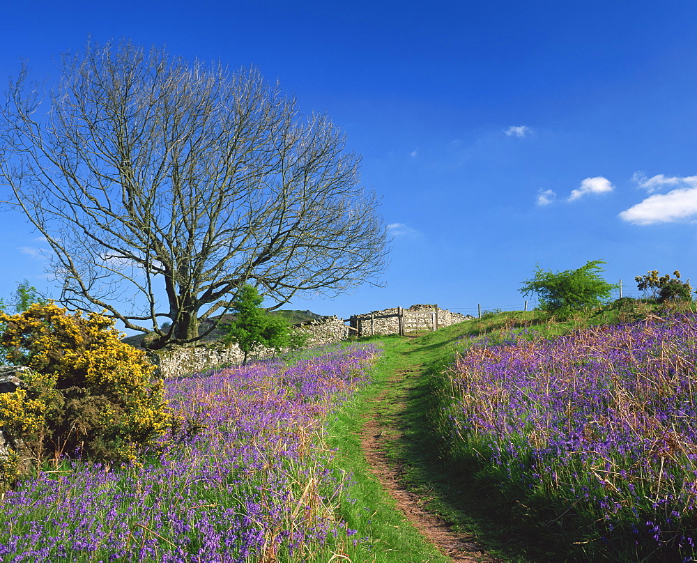 Rural scene with bluebells and footpath, near Brecon, Powys, Wales, United Kingdom, Europe