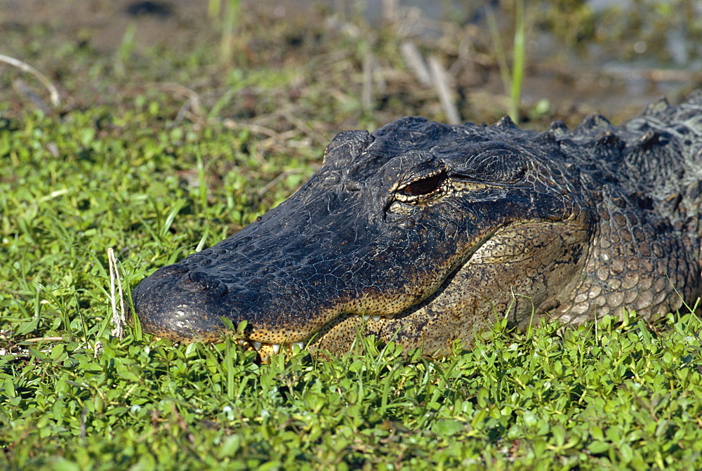 American Alligator, South Florida, USA 