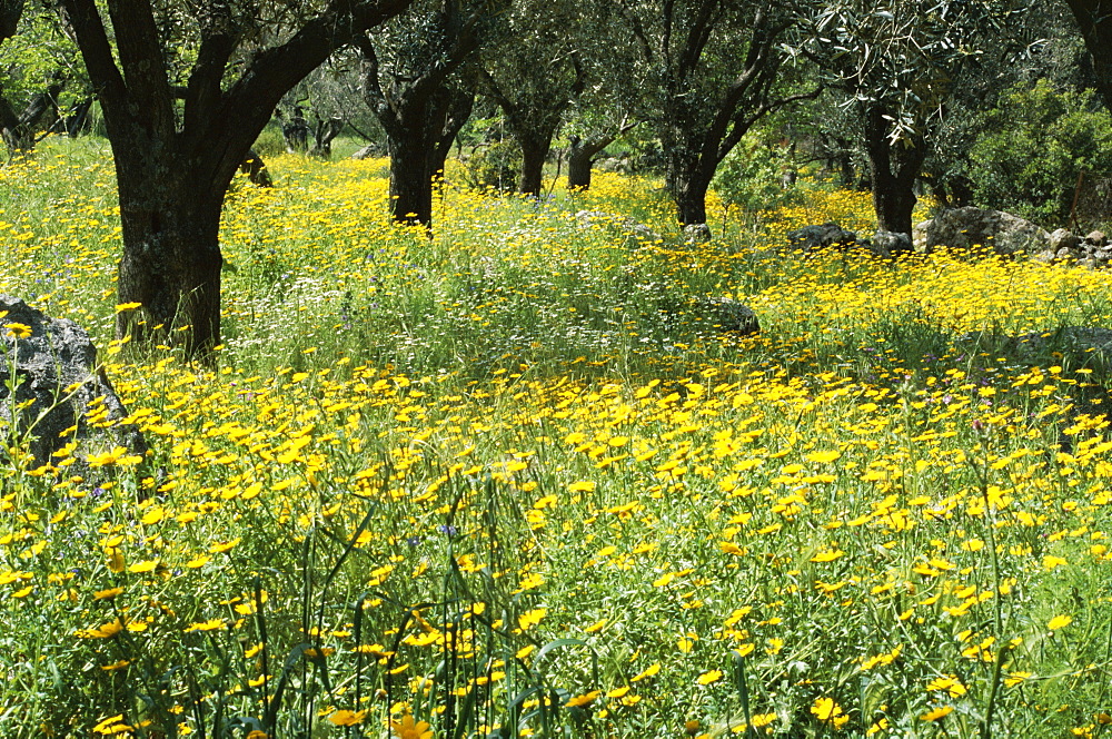 Wild flowers in olive grove, Lesbos (Lesvos) island, Greece, Europe