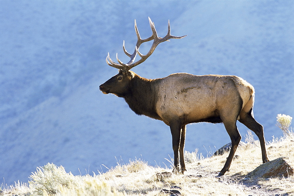 Elk, Yellowstone National Park, Wyoming, United States of America, North America