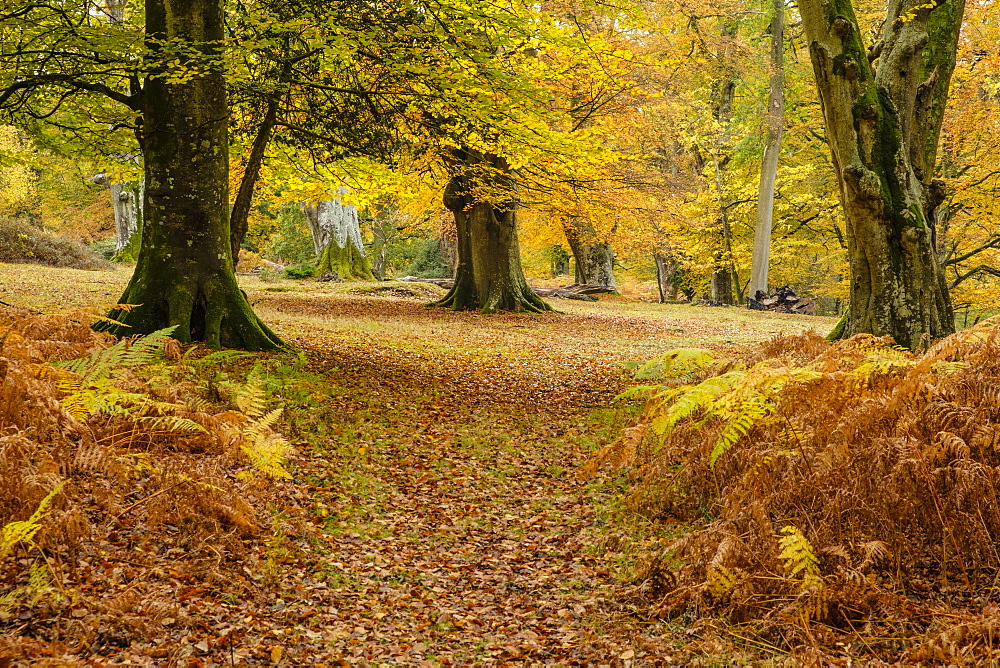 Beech trees and bracken in autumn colour, New Forest National Park, Hampshire, England, United Kingdom, Europe