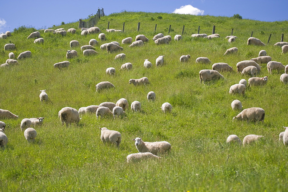 Ewes and lambs, North Island, New Zealand, Pacific