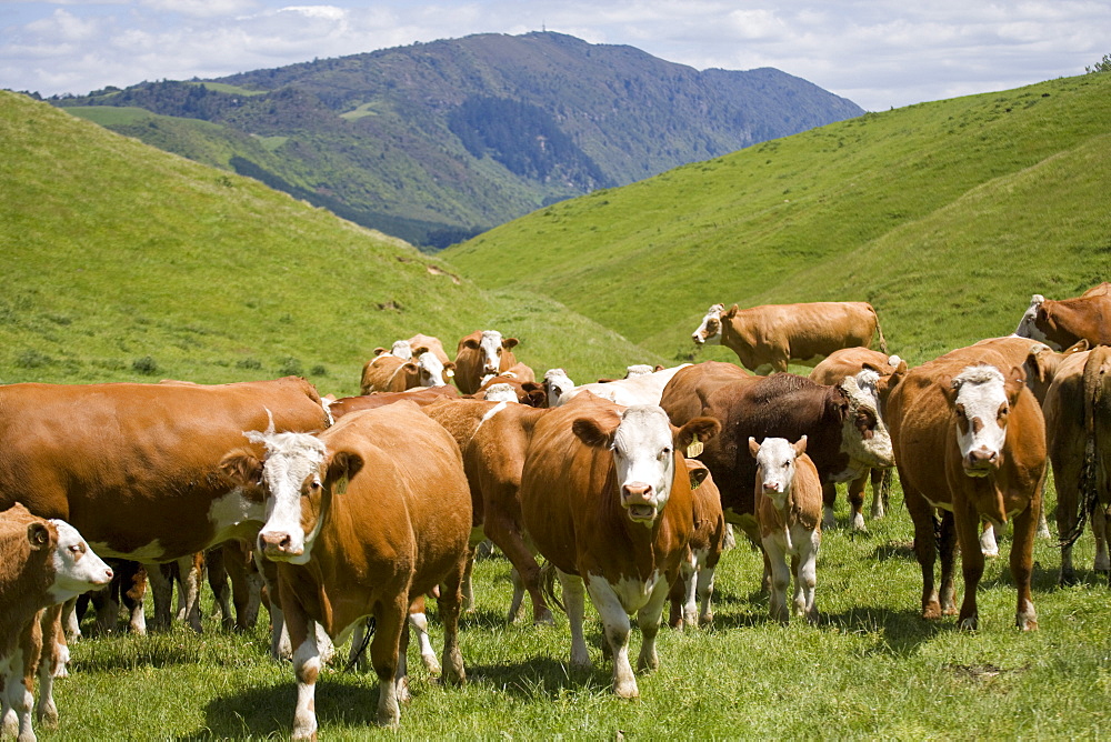 Simmental cows and calves, North Island, New Zealand, Pacific