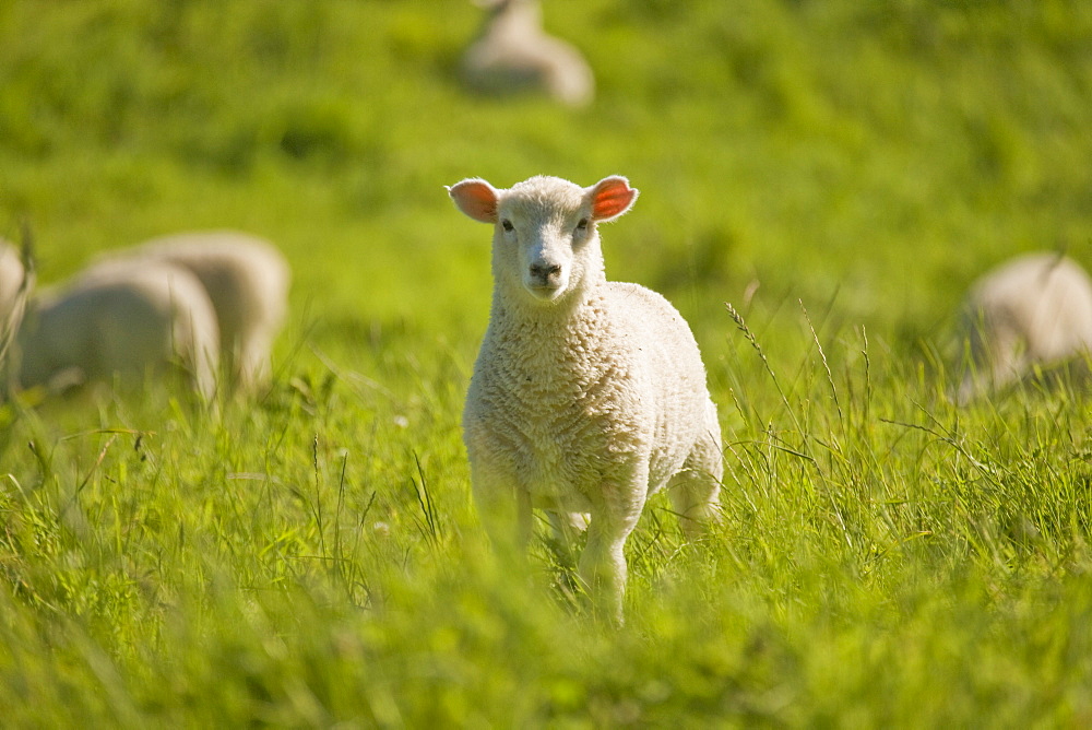 Lamb, North Island, New Zealand, Pacific