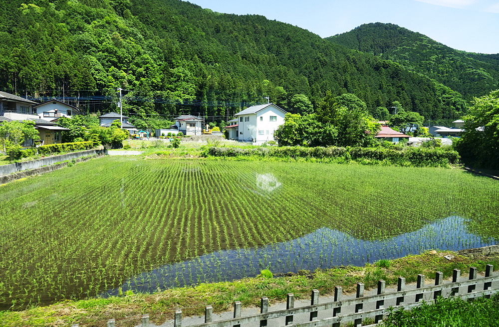 Rice paddies, Japan, Asia